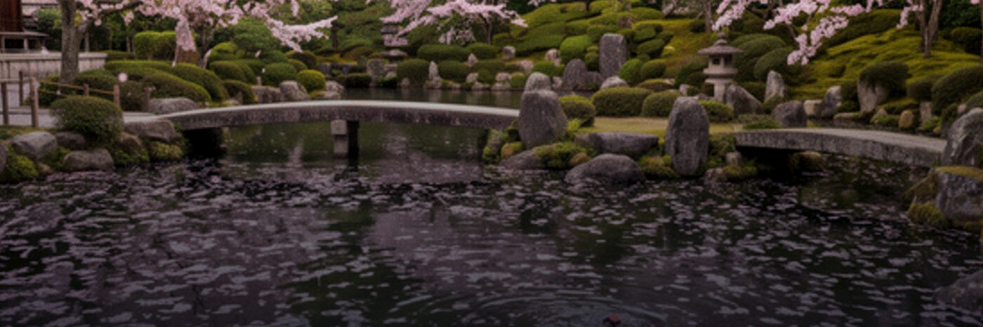 Cherry petals on still water beside a garden bridge